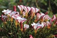 Candy Cane Sorrel Flower Seeds for Planting NON GMO Seeds