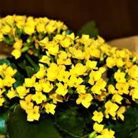 Heirloom Non-GMO Kalanchoe Flower Seeds for Planting ƒ?? Fresh Succulent Blooms for Indoor Gardens
