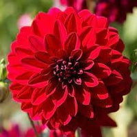 Dahlia Flowers Seeds Heirloom Non GMO Planting - 100 pcs for planting in home garden