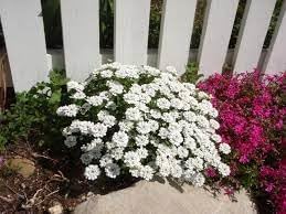 Iberis Sempervirens Flower Seeds for Planting â€“ NON GMO Seeds