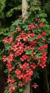 Heirloom Scottish Flame Flower Seeds for Planting, Non-GMO - Scottish for planting in home garden