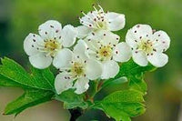Monogyna Flower Seeds for Planting - 100 pcs seeds for planting in home garden