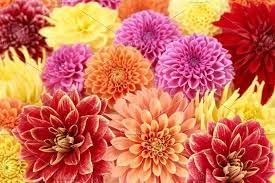 Marigold Flower Seeds for Planting ,Heirloom Seeds -100 pcs