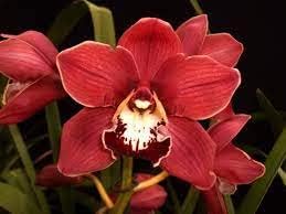 Red Cymbidium Orchid Seeds - Heirloom Non-GMO Planting Flower Seeds for planting in your garden.
