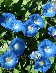 Giant Moon Flower Seeds for Garden Planting - NON GMO Seeds for planting in home garden