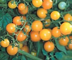 Gold Rush Vegetable Seeds for Planting - 100 Pcs pcs