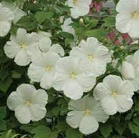 Heirloom Hibiscus Flower Seeds – Non-GMO Tropical Flower Seeds for Planting