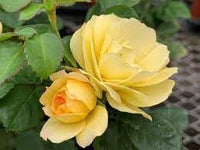 Roses Flower Seeds for Planting – Non-GMO, Heirloom Garden Seeds for Vibrant Blooms