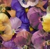 Heirloom Mixed Colors Pansy Flower Seeds for Planting â€“ Non-GMO, Vibrant Blooming Flower Seeds for planting in home garden