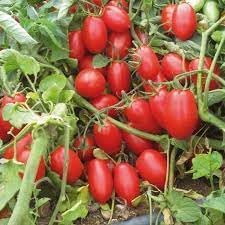 Datterino Seeds for Planting - heirloom & Non-GMO Seeds