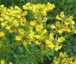 Heirloom Non-GMO Semi Erbe Flower Seeds for Planting- Herbal Blooms for Naturalistic Gardens