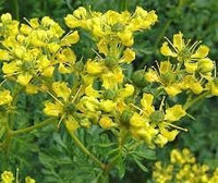Heirloom Non-GMO Semi Erbe Flower Seeds for Planting- Herbal Blooms for Naturalistic Gardens