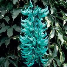 Photinia Serrulata Plant Seeds for Planting - 100 pcs