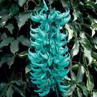 Photinia Serrulata Plant Seeds for Planting - 100 pcs