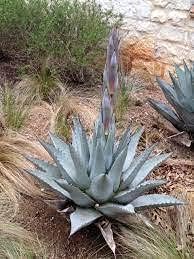 Agave Havardiana Succulent Plant Seeds for Planting - NON GMO Seeds