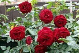 Heirloom Non-GMO Rose Planting Seeds