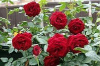 Heirloom Non-GMO Rose Planting Seeds