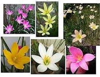 Mixed Rain Lily Flower Seeds for Planting - NON GMO Seeds