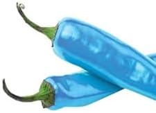 Sky blue chili Capsicum annuum seeds for planting in urban garden