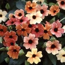 Red Thunbergia Flower Seeds â€“ Heirloom, Non-GMO Seeds for Planting Vibrant Garden Blooms for planting in home garden