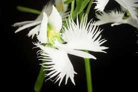 Egret Orchid Flower Seeds for Planting 100 pcs -Hierloom Flower Seeds - Orchid for planting in home garden