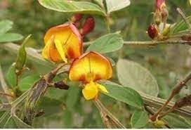 Cajanus Flower Seeds for Planting- NON GMO Seeds for planting in your garden.