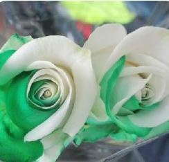 Heirloom Non-GMO Rose Flower Seeds for Planting ƒ?? Beautiful Blooms for Home Garden