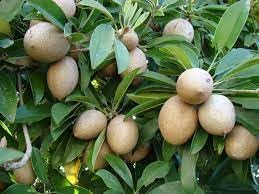 Manilkara zapota fruit seeds