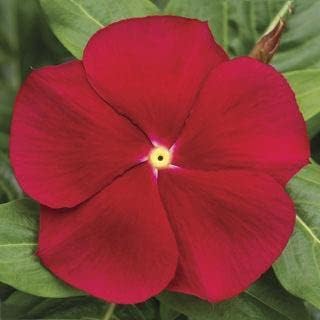 Non-GMO (Non-GMO scientific name) for planting in garden