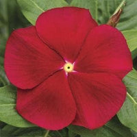 Non-GMO (Non-GMO scientific name) for planting in garden