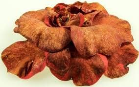 Heirloom (Heirloom scientific name) for planting in garden