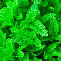 Mint Mentha Seeds for Planting - 100 Pcs pcs