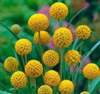 Globosa Flower Seeds Heirloom Non GMO Planting - 100 pcs for planting in home garden