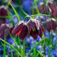 Fritillaria Flower Seeds for Planting - 100 pcs
