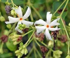 Coral Jasmine Flower Seeds for Planting - NON GMO Seeds for planting in home garden
