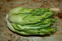 Cicoria Vegetable Seeds for Planting heirloom & Non-GMO Seeds