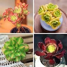 100 Pcs