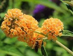 Buddleia Weyeriana Flower Seeds for Planting - NON GMO Seeds for planting in home garden