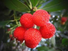 Yangmei Fruit Seeds for Planting - Unique and Sweet Asian Fruits, Heirloom Seeds for Home Garden