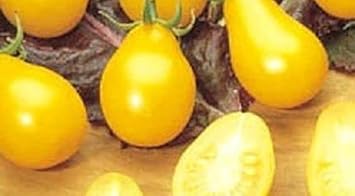 Pear Tomato Seeds for Planting - 100 Pcs pcs