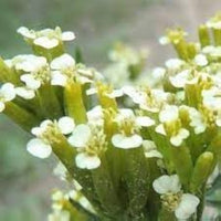 Huacatay Flower Seeds for Planting - NON GMO Seeds for planting in home garden