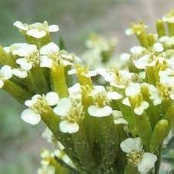 Huacatay Flower Seeds for Planting - NON GMO Seeds for planting in home garden