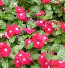 100 Pcs