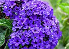 Heliotrope Flower Seeds for Garden Planting - NON GMO Seeds for planting in home garden