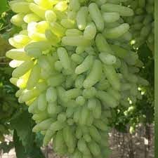 Seagrapes Fruit Seeds for Growing Unique and Exotic Coastal Fruits 100 Pcs pcs