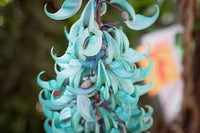 Strongylodon Flower Seeds for Planting – Organic, Heirloom, Non-GMO Jade Vine Seeds