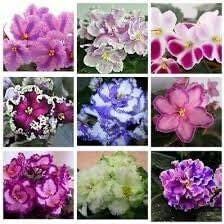 African Saintpaulia Seeds for Planting – Organic, Heirloom, Non-GMO Flower Seeds