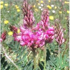 Heirloom Non-GMO Shoshone Plant Seeds for Planting – Native Ornamental Blooms for Wildflower Gardens - Non-GMO for planting in home garden