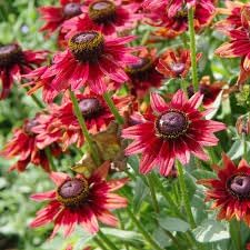 Black Eyed Susan Flower Seeds for Planting - NON GMO Seeds for planting in home garden