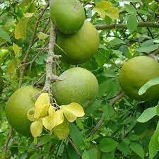 Marmelos Fruit Seeds for Growing Unique and Aromatic Fruit Trees 100 Pcs pcs